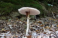 DSC01711 - Bernhard Saalfeld