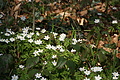 DSC02984 - Bernhard Saalfeld