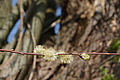 DSC02994 - Bernhard Saalfeld