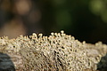 DSC06575 - Bernhard Saalfeld