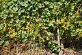 DSC06603 - Bernhard Saalfeld
