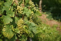 DSC06605 - Bernhard Saalfeld