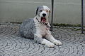 DSC00305 - Bernhard Saalfeld