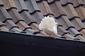 DSC00416 - Bernhard Saalfeld