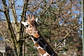 DSC08450 - Bernhard Saalfeld