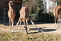 DSC08451 - Bernhard Saalfeld