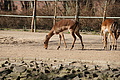 DSC08453 - Bernhard Saalfeld