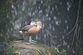 DSC08498 - Bernhard Saalfeld