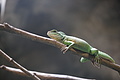 DSC08507 - Bernhard Saalfeld