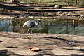 DSC08536 - Bernhard Saalfeld