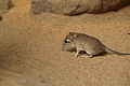 DSC03321 - Bernhard Saalfeld