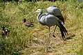 DSC03336 - Bernhard Saalfeld