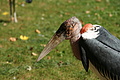 DSC03350 - Bernhard Saalfeld