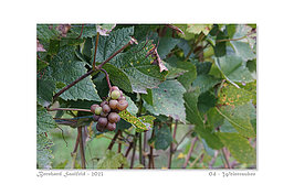 Bernhard Saalfeld - 04_800