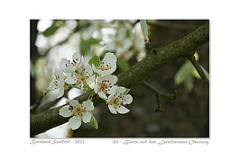 Bernhard Saalfeld - 05_800