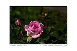 Bernhard Saalfeld - 14