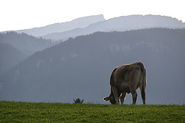 Bernhard Saalfeld - Hochweiler