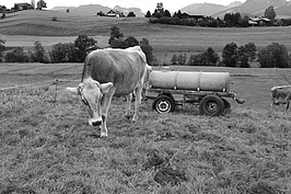 Bernhard Saalfeld - Wasserwagen