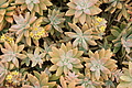 Bernhard Saalfeld - DSC03897.JPG