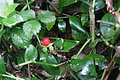 Bernhard Saalfeld - DSC05699.JPG