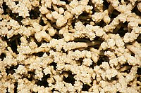 Bernhard Saalfeld - b2.jpg