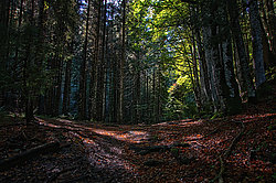 Herbstwald - Bernhard Saalfeld