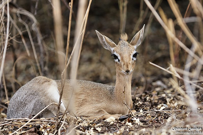 Bernhard Saalfeld - DikDik