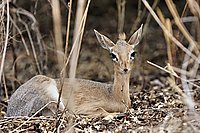Bernhard Saalfeld - DikDik