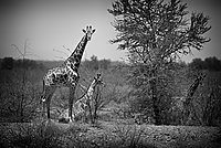 Bernhard Saalfeld - Giraffengruppe
