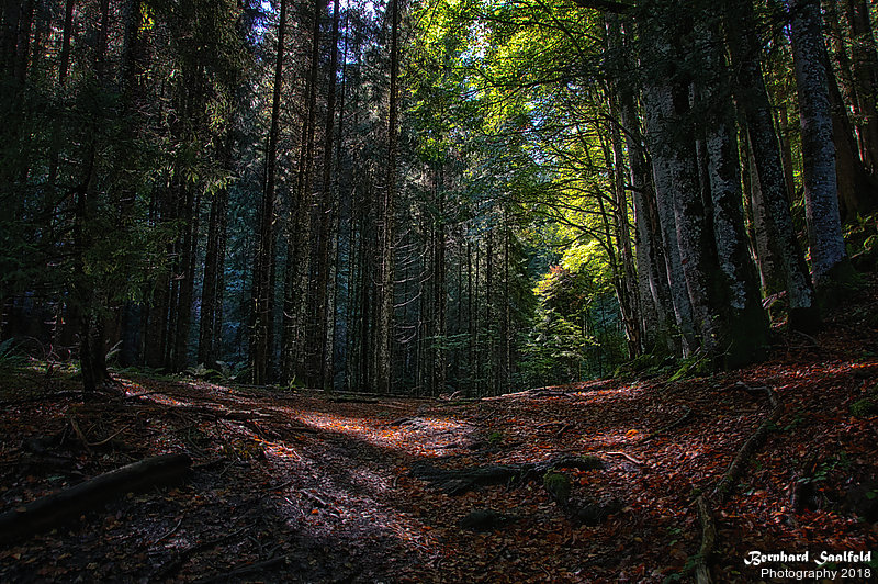 Bernhard Saalfeld - Herbstwald