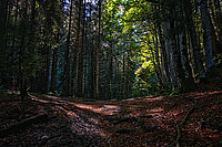 Bernhard Saalfeld - Herbstwald