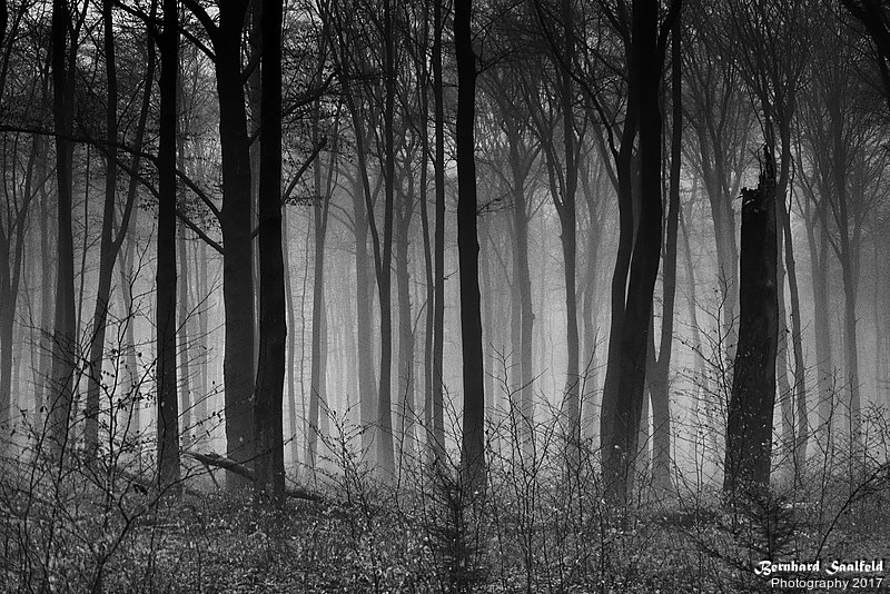 Bernhard Saalfeld - Wald