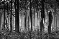 Bernhard Saalfeld - Wald