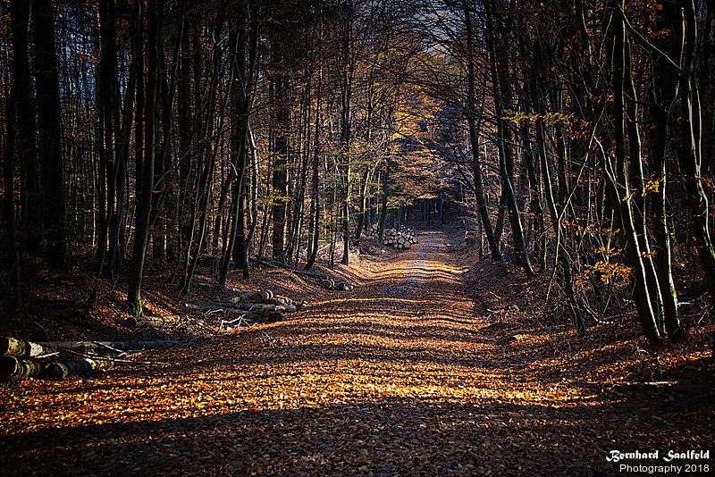 Bernhard Saalfeld - Waldweg