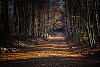 Bernhard Saalfeld - Waldweg