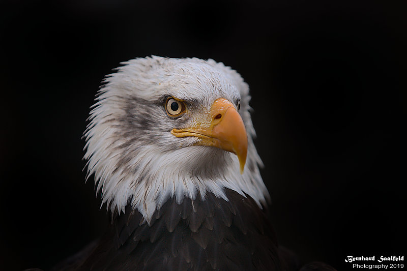 Bernhard Saalfeld - Weisskopfseeadler