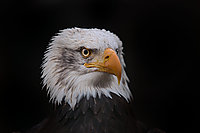 Bernhard Saalfeld - Weisskopfseeadler