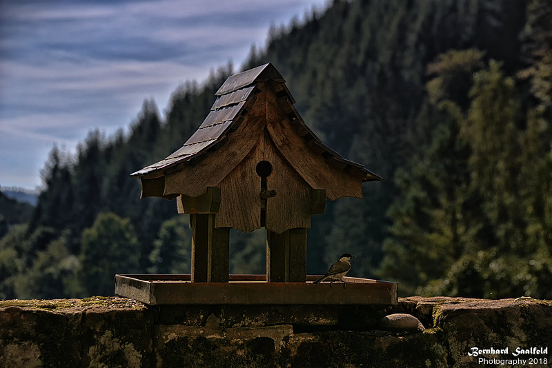 Bernhard Saalfeld - Vogelhaus