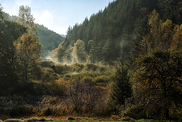 Bernhard Saalfeld - Morgenstimmung