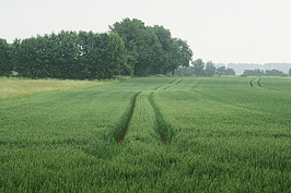Bernhard Saalfeld - DSC04292.JPG