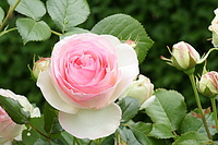 Bernhard Saalfeld - DSC08510.JPG