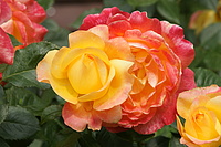Bernhard Saalfeld - DSC08515.JPG