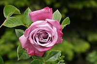 Bernhard Saalfeld - DSC08520.JPG