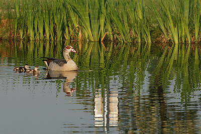 Bernhard Saalfeld - DSC09164_x.JPG