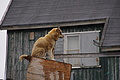 Bernhard Saalfeld - DSC08301.JPG