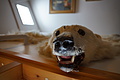 Bernhard Saalfeld - DSC08317.JPG