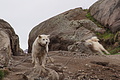 Bernhard Saalfeld - DSC08325.JPG