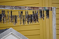 Bernhard Saalfeld - DSC08364.JPG