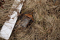Bernhard Saalfeld - DSC08386.JPG