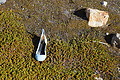 Bernhard Saalfeld - DSC08510.JPG
